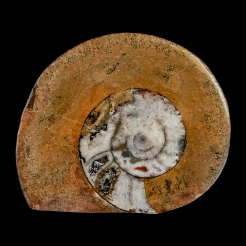 3.1" Goniatite Ammonite Fossil Polished, Cut Half's Erfoud Morocco Devonian Age COA - Fossil Age Minerals