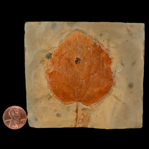 2.9" Zizyphoides Flabellum Fossil Plant Leaf Fort Union Glendive MT Paleocene Age - Fossil Age Minerals