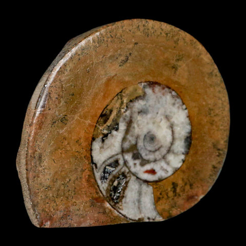 3.1" Goniatite Ammonite Fossil Polished, Cut Half's Erfoud Morocco Devonian Age COA - Fossil Age Minerals