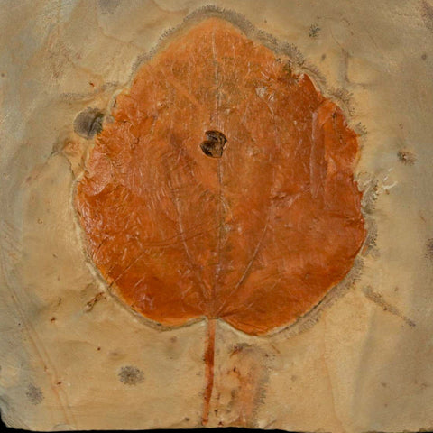 2.9" Zizyphoides Flabellum Fossil Plant Leaf Fort Union Glendive MT Paleocene Age - Fossil Age Minerals