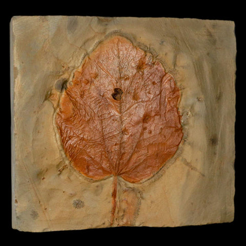 2.9" Zizyphoides Flabellum Fossil Plant Leaf Fort Union Glendive MT Paleocene Age - Fossil Age Minerals