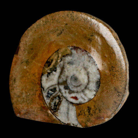 3.1" Goniatite Ammonite Fossil Polished, Cut Half's Erfoud Morocco Devonian Age COA - Fossil Age Minerals