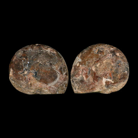 3.1" Goniatite Ammonite Fossil Polished, Cut Half's Erfoud Morocco Devonian Age COA - Fossil Age Minerals