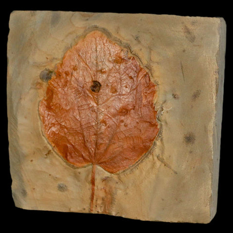 2.9" Zizyphoides Flabellum Fossil Plant Leaf Fort Union Glendive MT Paleocene Age - Fossil Age Minerals