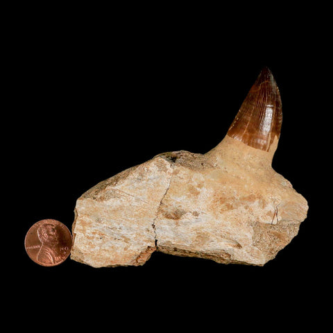 3.4" Mosasaur Prognathodon Fossil Tooth Jaw Section Cretaceous Dinosaur Era COA - Fossil Age Minerals