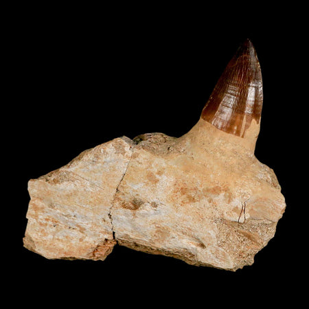 3.4" Mosasaur Prognathodon Fossil Tooth Jaw Section Cretaceous Dinosaur Era COA