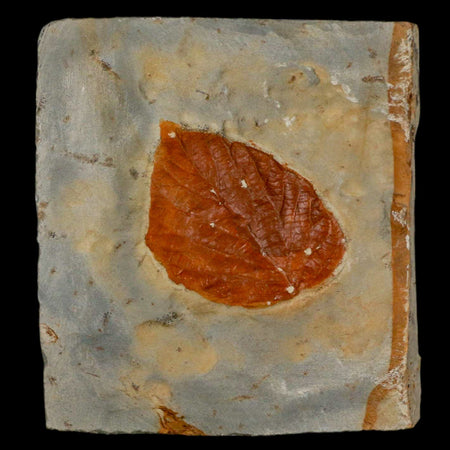 1.6" Davidia Antiqua Fossil Plant Leaf  Plant Fort Union Formation Glendive Montana