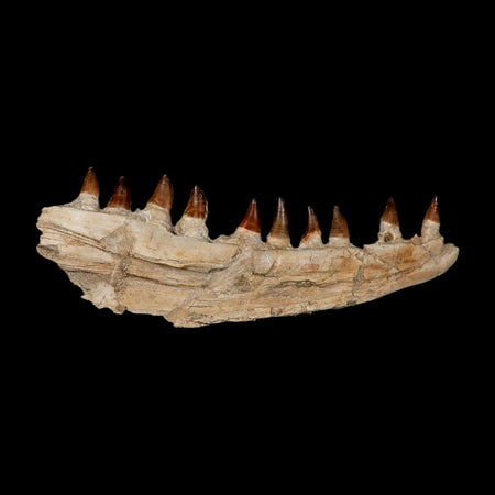 18.5" Mosasaur Prognathodon Fossil Jaw Section Teeth Cretaceous Dinosaur Era COA