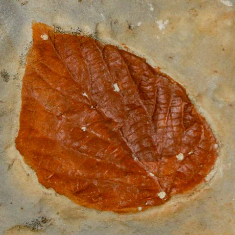 1.6" Davidia Antiqua Fossil Plant Leaf Plant Fort Union Formation Glendive Montana - Fossil Age Minerals