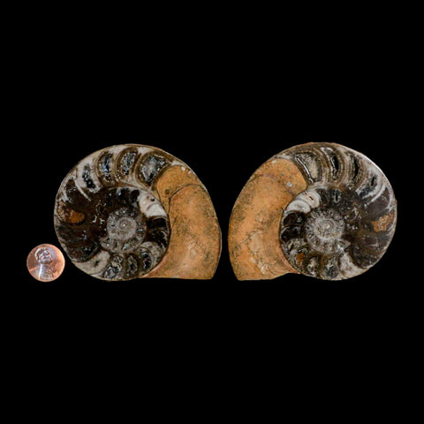 3.3" Goniatite Ammonite Fossil Polished, Cut Half's Erfoud Morocco Devonian Age COA - Fossil Age Minerals