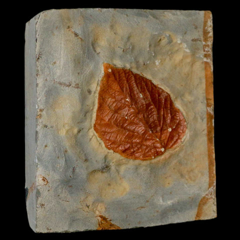 1.6" Davidia Antiqua Fossil Plant Leaf Plant Fort Union Formation Glendive Montana - Fossil Age Minerals