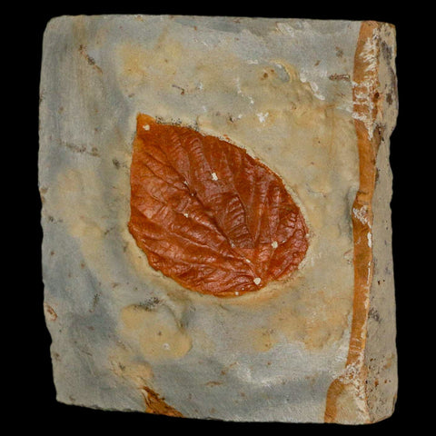 1.6" Davidia Antiqua Fossil Plant Leaf Plant Fort Union Formation Glendive Montana - Fossil Age Minerals