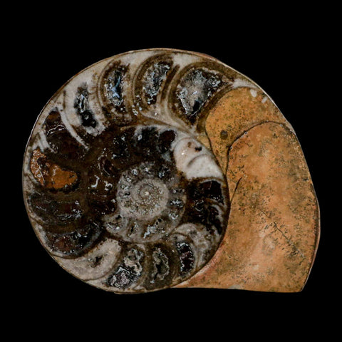 3.3" Goniatite Ammonite Fossil Polished, Cut Half's Erfoud Morocco Devonian Age COA - Fossil Age Minerals