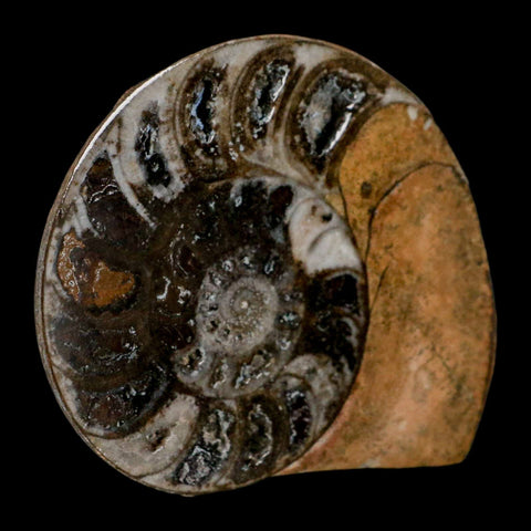 3.3" Goniatite Ammonite Fossil Polished, Cut Half's Erfoud Morocco Devonian Age COA - Fossil Age Minerals