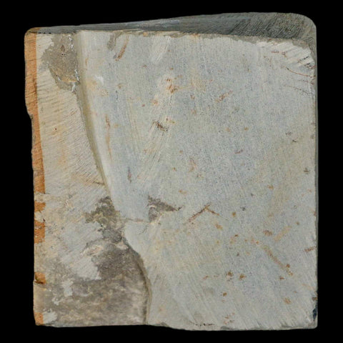 1.6" Davidia Antiqua Fossil Plant Leaf Plant Fort Union Formation Glendive Montana - Fossil Age Minerals