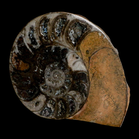3.3" Goniatite Ammonite Fossil Polished, Cut Half's Erfoud Morocco Devonian Age COA - Fossil Age Minerals