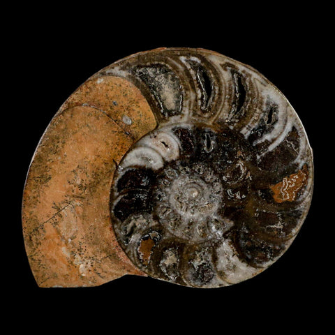 3.3" Goniatite Ammonite Fossil Polished, Cut Half's Erfoud Morocco Devonian Age COA - Fossil Age Minerals