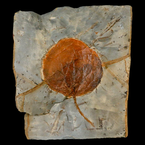 2.4" Zizyphoides Flabellum Fossil Plant Leaf Fort Union Glendive MT Paleocene Age - Fossil Age Minerals