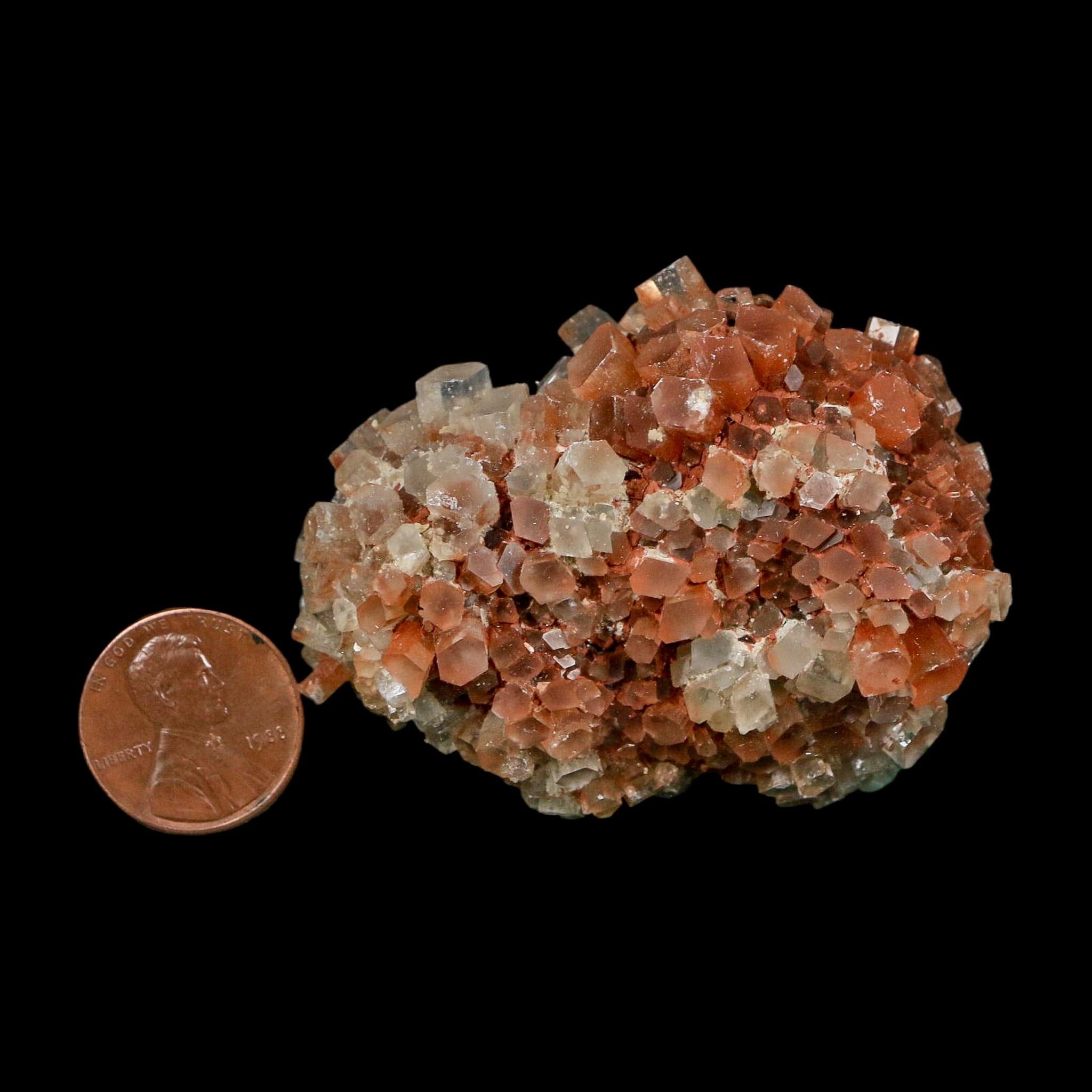 2.2" Aragonite Mineral Two Tone Crystal Cluster Specimen Tazouta Morocco - Fossil Age Minerals