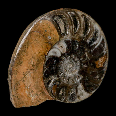3.3" Goniatite Ammonite Fossil Polished, Cut Half's Erfoud Morocco Devonian Age COA - Fossil Age Minerals