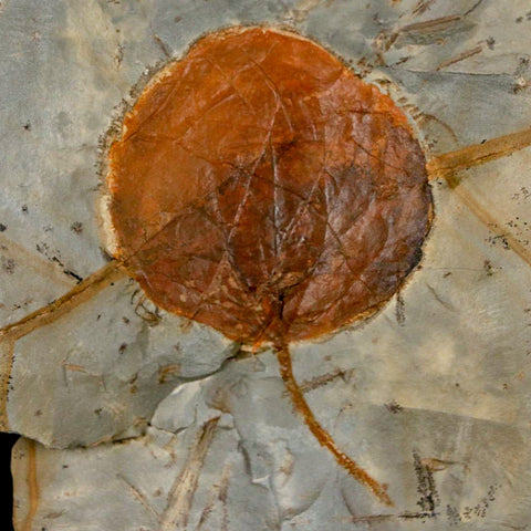 2.4" Zizyphoides Flabellum Fossil Plant Leaf Fort Union Glendive MT Paleocene Age - Fossil Age Minerals