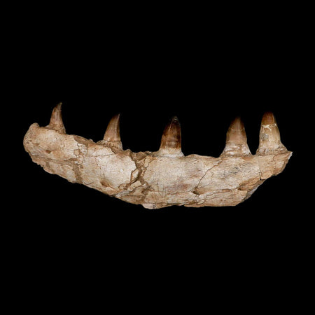 15.7" Mosasaur Prognathodon Fossil Jaw Section Teeth Cretaceous Dinosaur Era COA