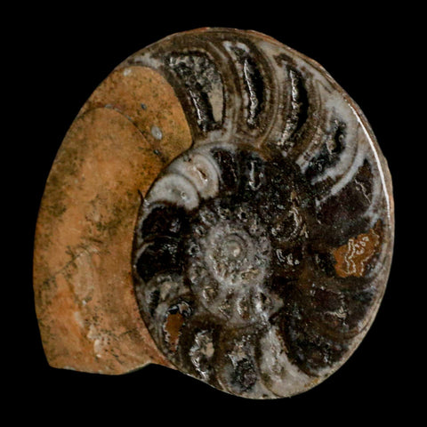 3.3" Goniatite Ammonite Fossil Polished, Cut Half's Erfoud Morocco Devonian Age COA - Fossil Age Minerals