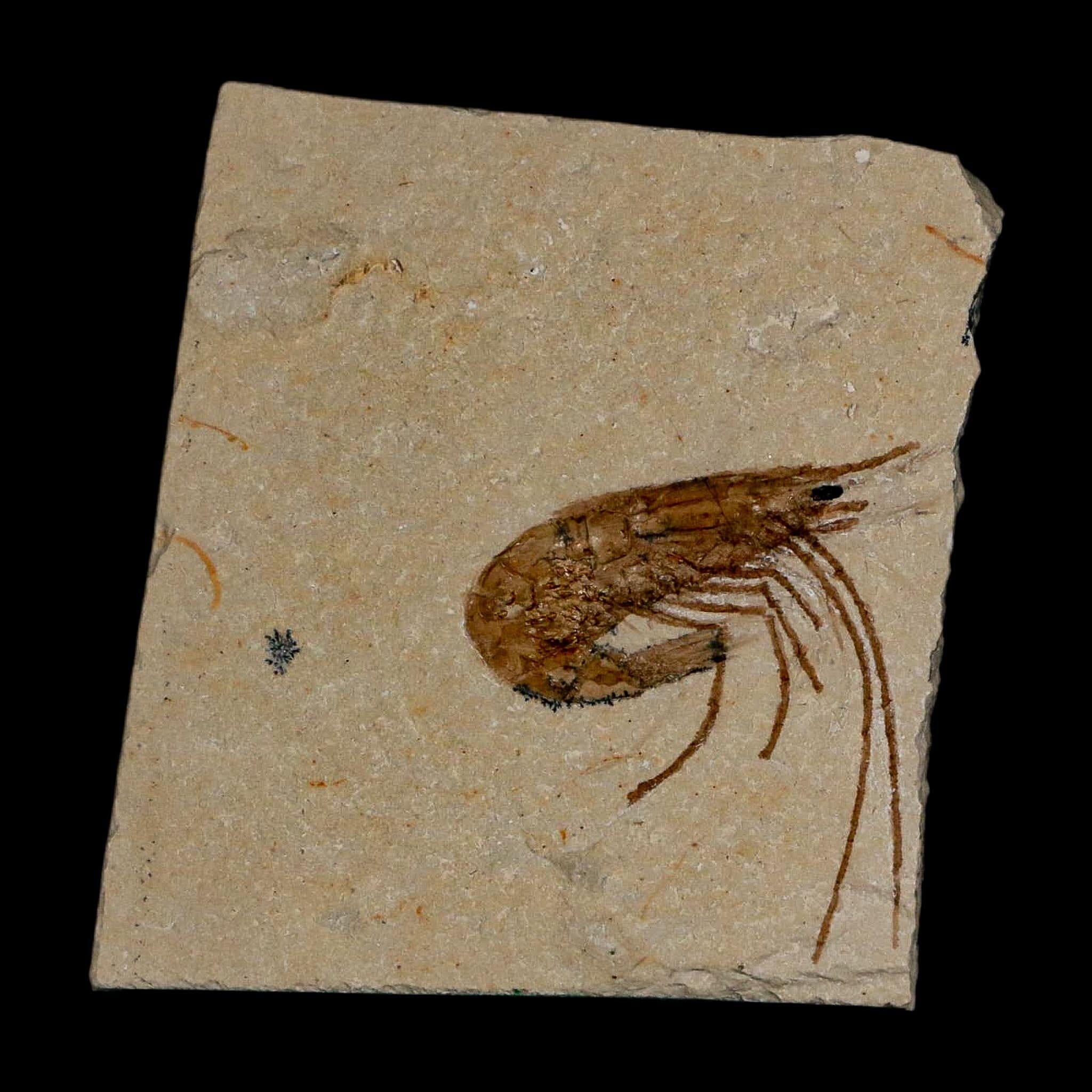 1.1" Fossil Shrimp Carpopenaeus Cretaceous Age 100 Mil Yrs Old Lebanon COA - Fossil Age Minerals