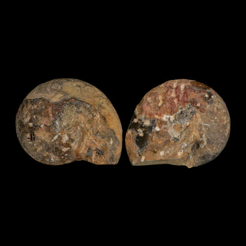 3.3" Goniatite Ammonite Fossil Polished, Cut Half's Erfoud Morocco Devonian Age COA - Fossil Age Minerals