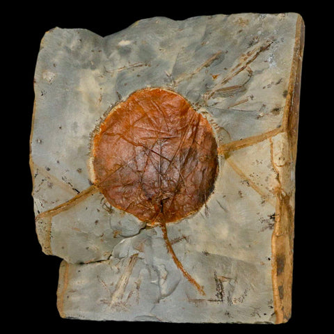2.4" Zizyphoides Flabellum Fossil Plant Leaf Fort Union Glendive MT Paleocene Age - Fossil Age Minerals