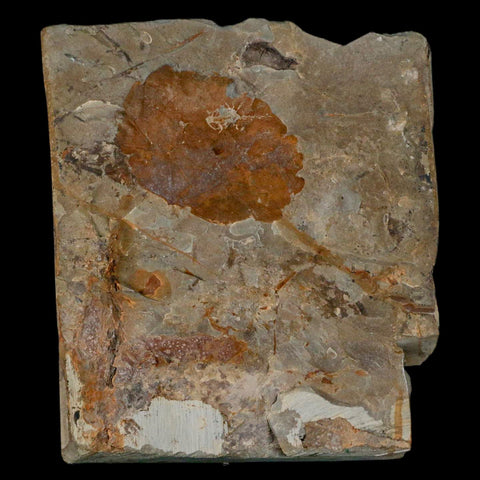 2.4" Zizyphoides Flabellum Fossil Plant Leaf Fort Union Glendive MT Paleocene Age - Fossil Age Minerals