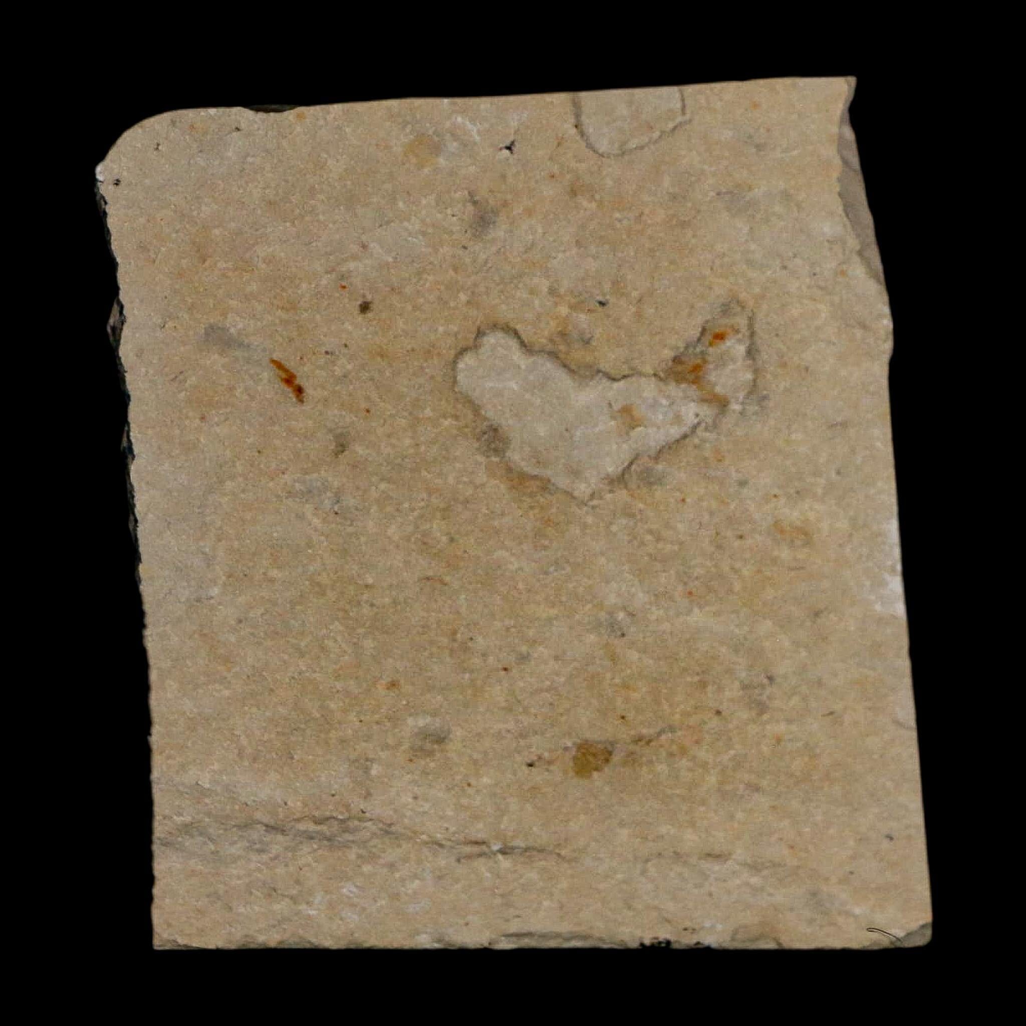 1.1" Fossil Shrimp Carpopenaeus Cretaceous Age 100 Mil Yrs Old Lebanon COA - Fossil Age Minerals
