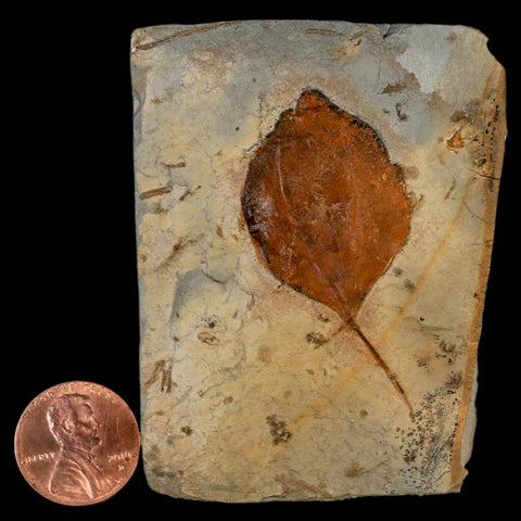 1.9" Zizyphoides Flabellum Fossil Plant Leaf Fort Union Glendive MT Paleocene Age - Fossil Age Minerals