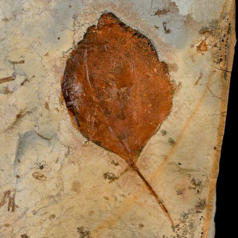 1.9" Zizyphoides Flabellum Fossil Plant Leaf Fort Union Glendive MT Paleocene Age - Fossil Age Minerals