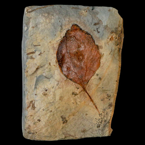 1.9" Zizyphoides Flabellum Fossil Plant Leaf Fort Union Glendive MT Paleocene Age - Fossil Age Minerals