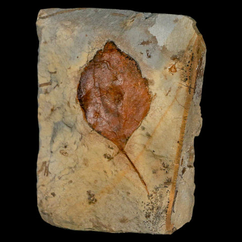 1.9" Zizyphoides Flabellum Fossil Plant Leaf Fort Union Glendive MT Paleocene Age - Fossil Age Minerals