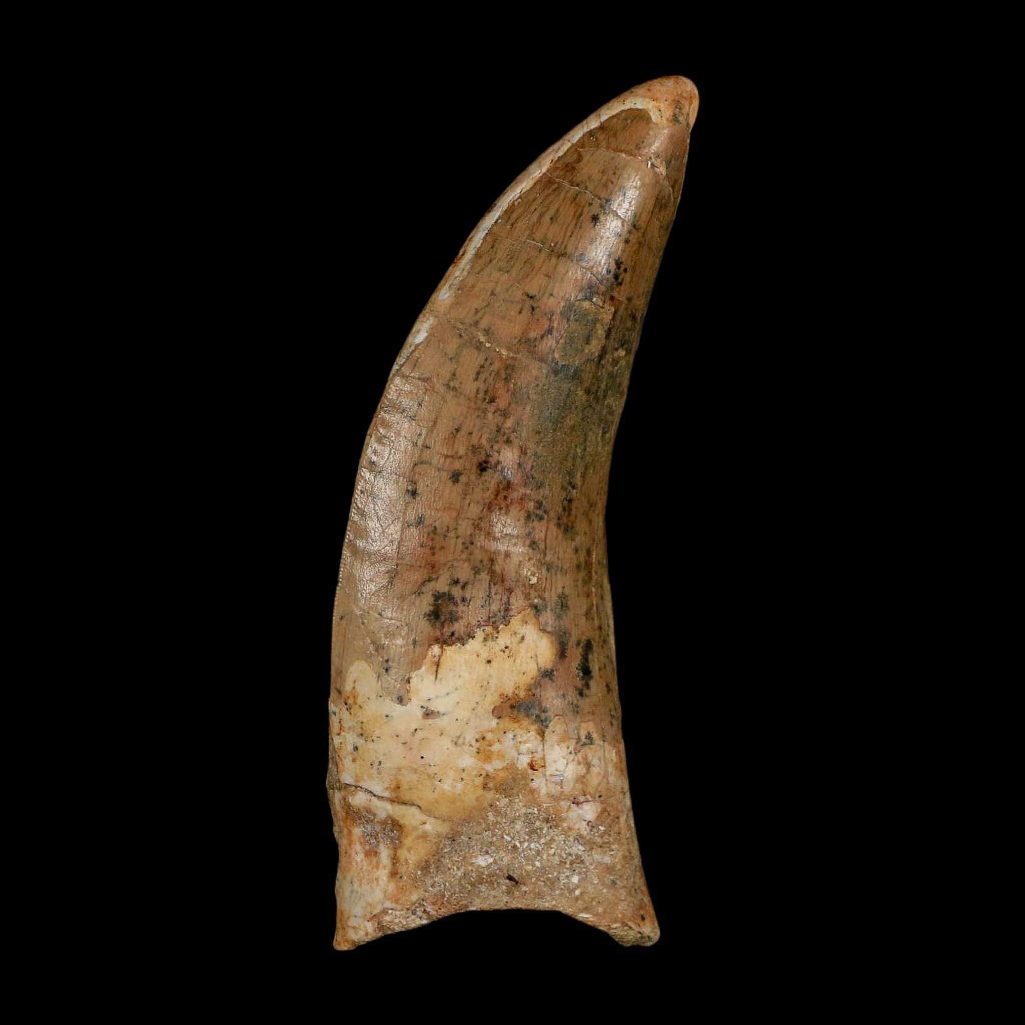XL 3" Carcharodontosaurus Serrated Fossil Tooth Cretaceous Theropod Dinosaur COA - Fossil Age Minerals