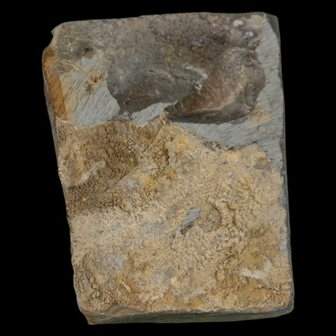 1.9" Zizyphoides Flabellum Fossil Plant Leaf Fort Union Glendive MT Paleocene Age - Fossil Age Minerals