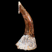 XL 2.4" Sawfish Fossil Tooth Barb Onchopristis Numidus Cretaceous Dinosaur Era COA