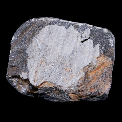 1.2" Cyphaspis Tafilalet Walteri Horned Devil Trilobite Fossil Devonian Age COA - Fossil Age Minerals