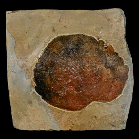 2.7" Zizyphoides Flabellum Fossil Plant Leaf Fort Union Glendive MT Paleocene Age