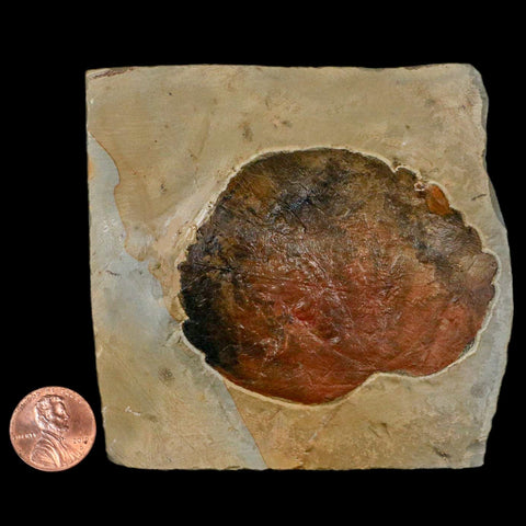 2.7" Zizyphoides Flabellum Fossil Plant Leaf Fort Union Glendive MT Paleocene Age - Fossil Age Minerals