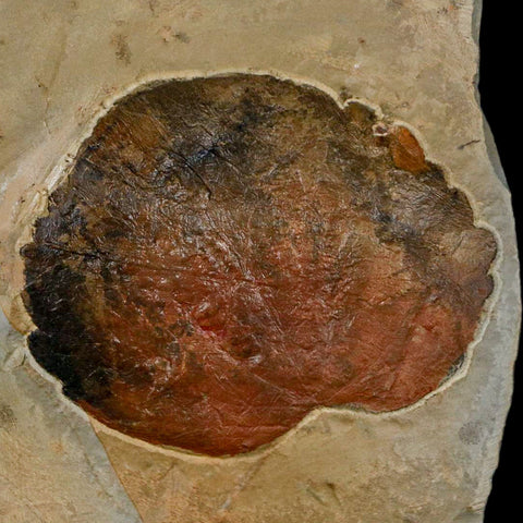 2.7" Zizyphoides Flabellum Fossil Plant Leaf Fort Union Glendive MT Paleocene Age - Fossil Age Minerals