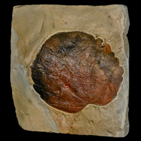 2.7" Zizyphoides Flabellum Fossil Plant Leaf Fort Union Glendive MT Paleocene Age - Fossil Age Minerals