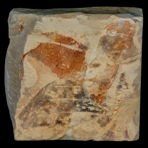 2.7" Zizyphoides Flabellum Fossil Plant Leaf Fort Union Glendive MT Paleocene Age - Fossil Age Minerals