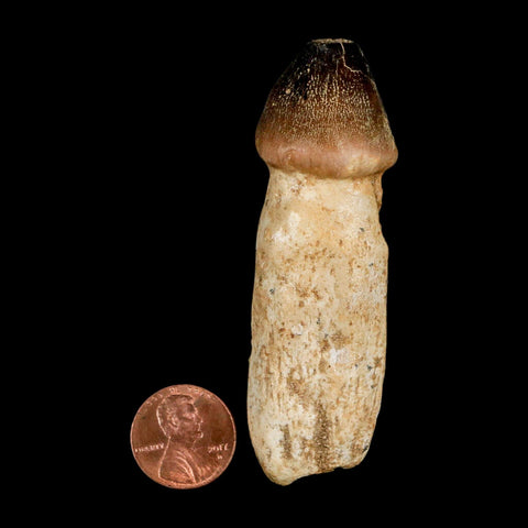 3.1" Globidens Mosasaur Fossil Tooth Rooted Cretaceous Dinosaur Era COA - Fossil Age Minerals