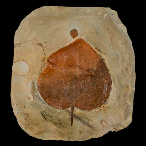 2.1" Zizyphoides Flabellum Fossil Plant Leaf Fort Union Glendive MT Paleocene Age - Fossil Age Minerals