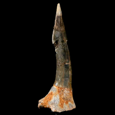 XL 2.3" Sawfish Fossil Tooth Barb Onchopristis Numidus Cretaceous Dinosaur Era COA