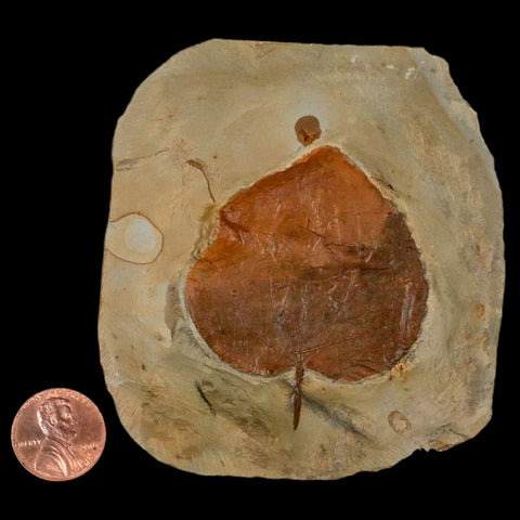 2.1" Zizyphoides Flabellum Fossil Plant Leaf Fort Union Glendive MT Paleocene Age - Fossil Age Minerals