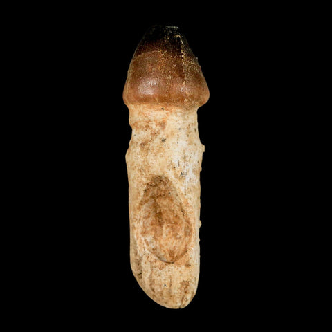 3.1" Globidens Mosasaur Fossil Tooth Rooted Cretaceous Dinosaur Era COA - Fossil Age Minerals